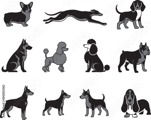 Cute dog playing outside