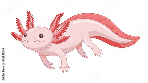 Digital illustration of a pink axolotl with red gills and tail, facing left, on a white background with a cute expression.
