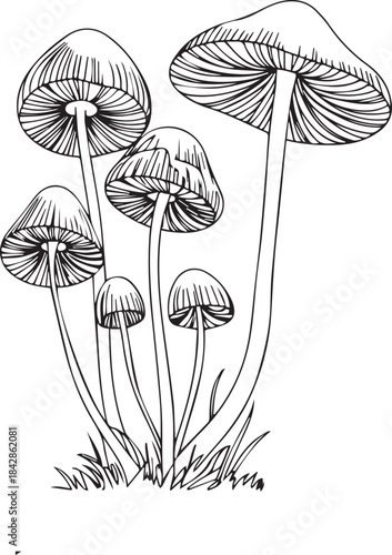 Mushroom Line Art Illustration. Hand drawn growing mushroom, mycelium in vintage engraving style. Sketch vector illustration .Mushroom Toadstool Black work Tattoo Design Outline Drawing.