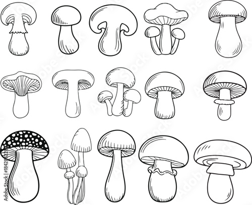Sketch mushroom. Natural ingredients, tasty mushrooms, champignon portobello. Mushroom vector set in hand-drawn sketch style. Black and white fungi collection. 