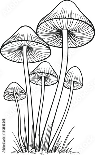 Mushroom Line Art Illustration. Hand drawn mushroom illustrations, forest fungi black and white clipar. Mushroom Toadstool Blackwork Tattoo Design Outline Drawing
