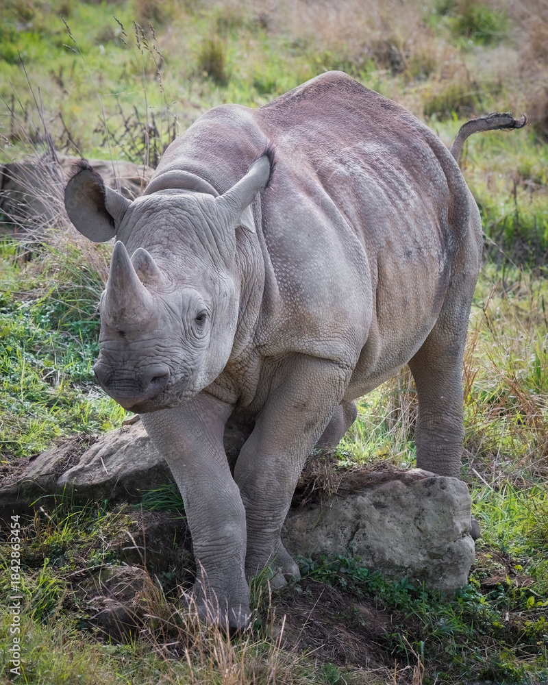 Obraz premium Young Black Rhinoceros Standing in a Field