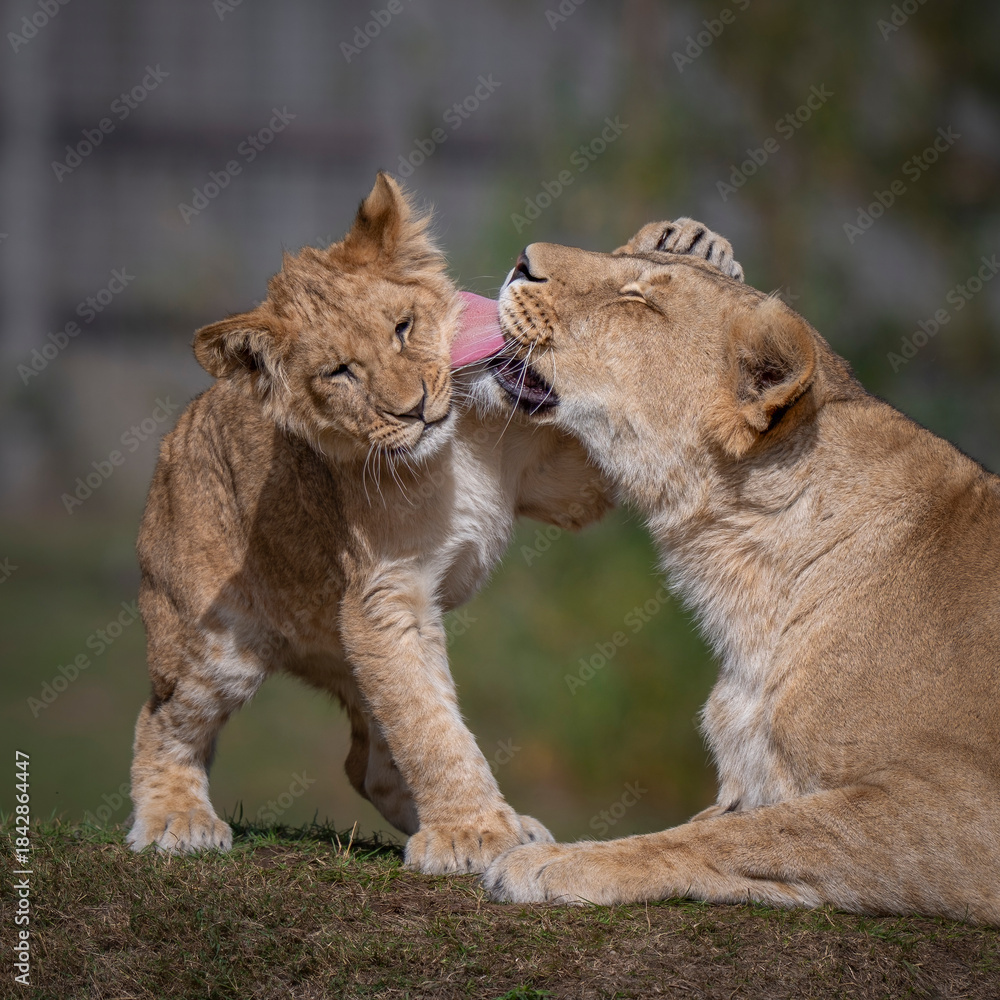 Fototapeta premium Adult Lioness Cleaning Her Cub