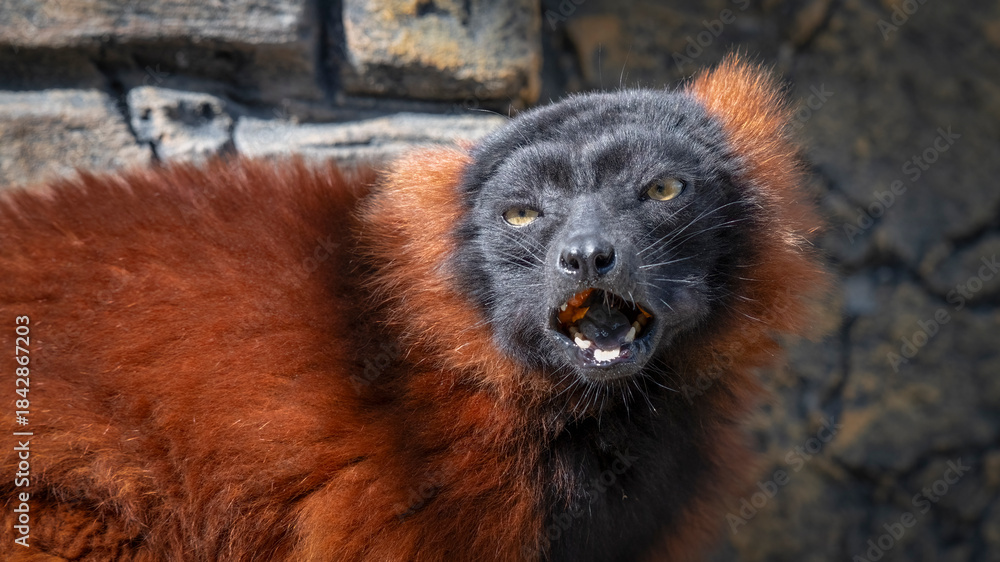 Fototapeta premium Red Ruffed Lemur