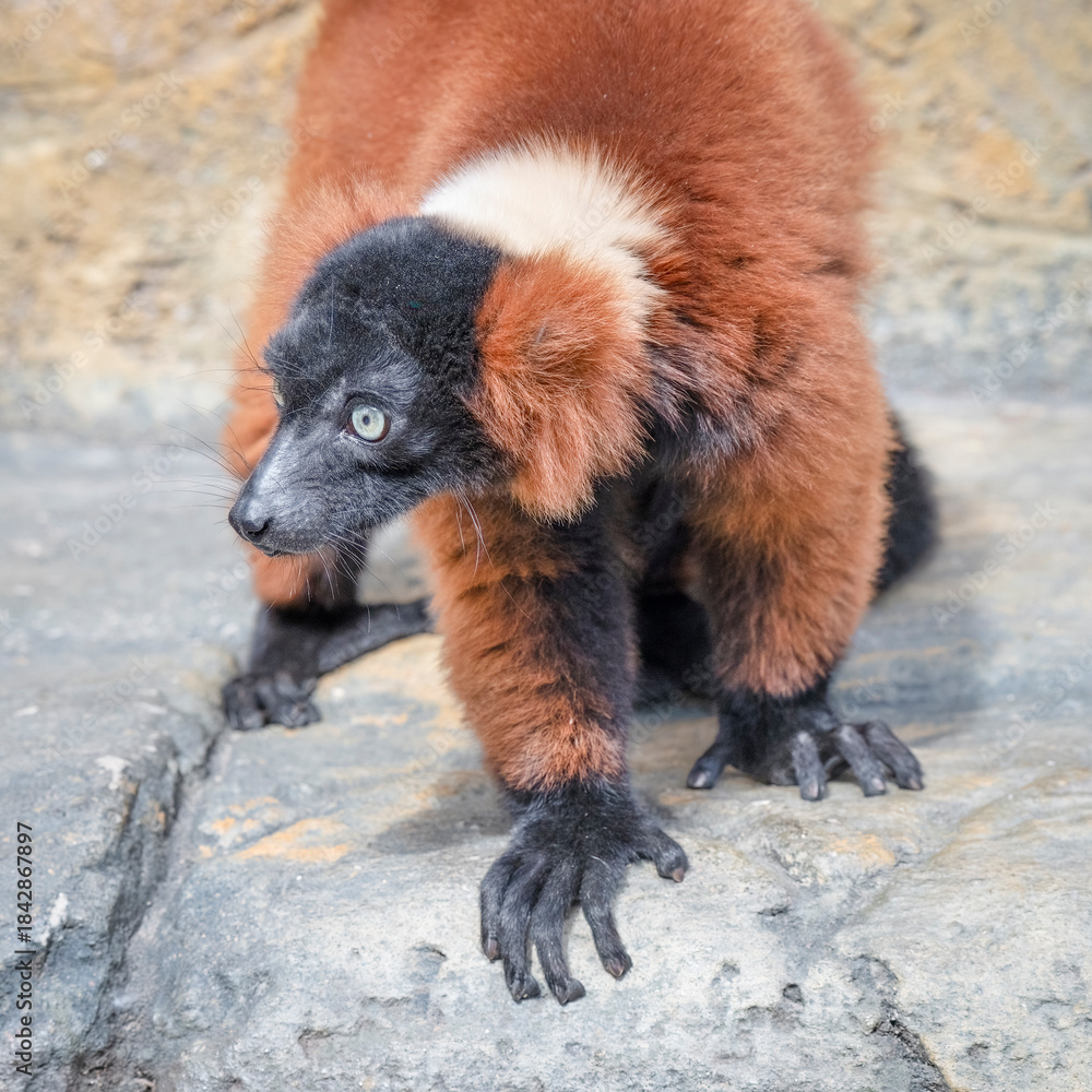 Fototapeta premium Red Ruffed Lemur