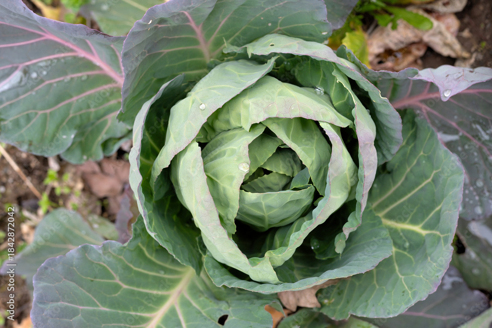 Obraz premium Fresh black cabbage head growing in the garden.