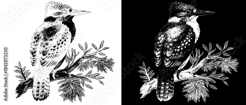 Vintage Kingfisher Engraving on Branch, Inverted Black White Xerography Vector for Laser Engraving on Dark Background