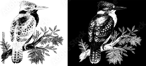 Vintage Kingfisher Engraving on Branch, Inverted Black White Xerography Vector for Laser Engraving on Dark Background