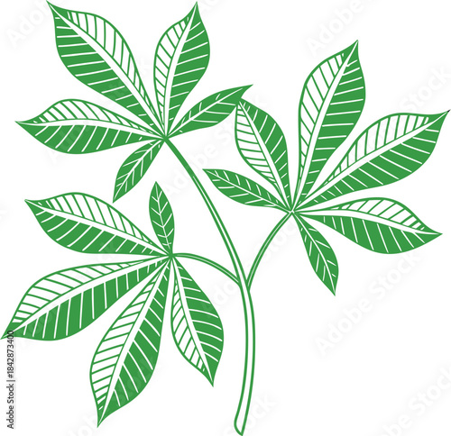 green leaf isolated on white background