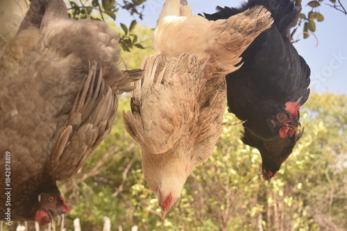 Billede på lærred Abate de frango em granja rural, galinhas de cabeça pra baixo
