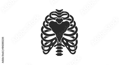 Rib Cage Anatomy Illustration - Human Skeletal System.