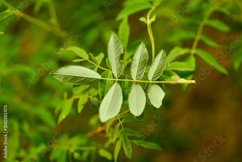 Fotografi Rosa davurica tree forming a thorny deciduous shrub with pinnate leaves, spring