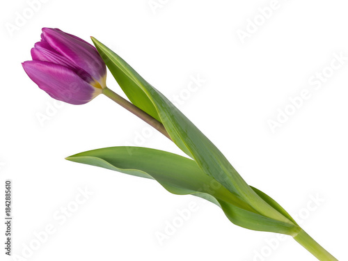 Wallpaper Mural Purple tulip with green leaves isolated on a transparent background flower Torontodigital.ca