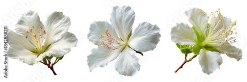 Set of white Bauhinia flowers, high-detail macro view transparent png background. Ai generated