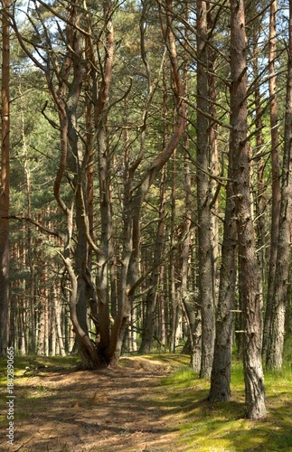 The Dancing Forest is a pine forest in the Kaliningrad region of the Curonian Spit National Park. Russia