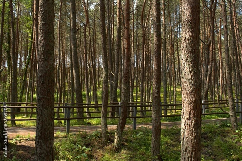 The Dancing Forest is a pine forest in the Kaliningrad region of the Curonian Spit National Park. Russia