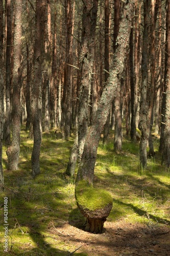 The Dancing Forest is a pine forest in the Kaliningrad region of the Curonian Spit National Park. Russia