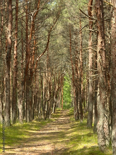 The Dancing Forest is a pine forest in the Kaliningrad region of the Curonian Spit National Park. Russia