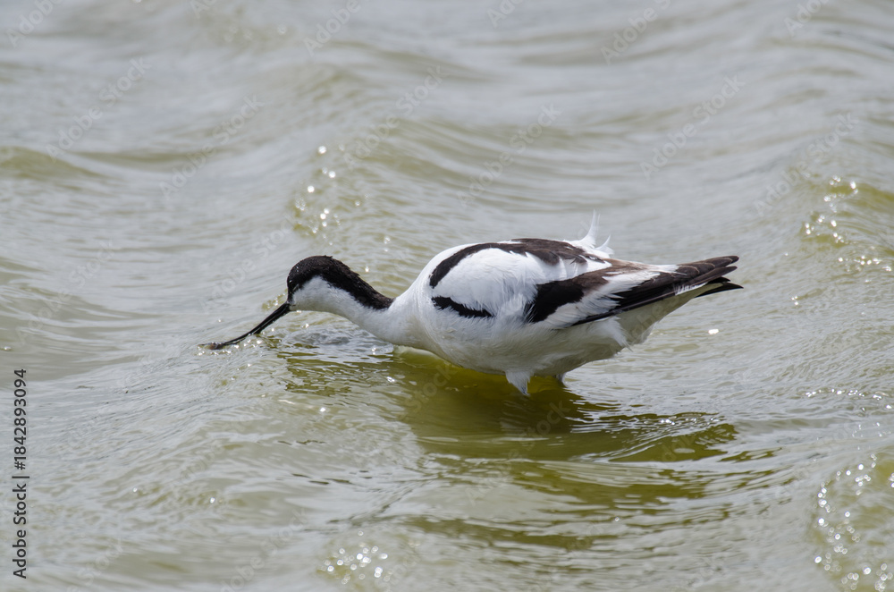 Fototapeta premium Avocette élégante