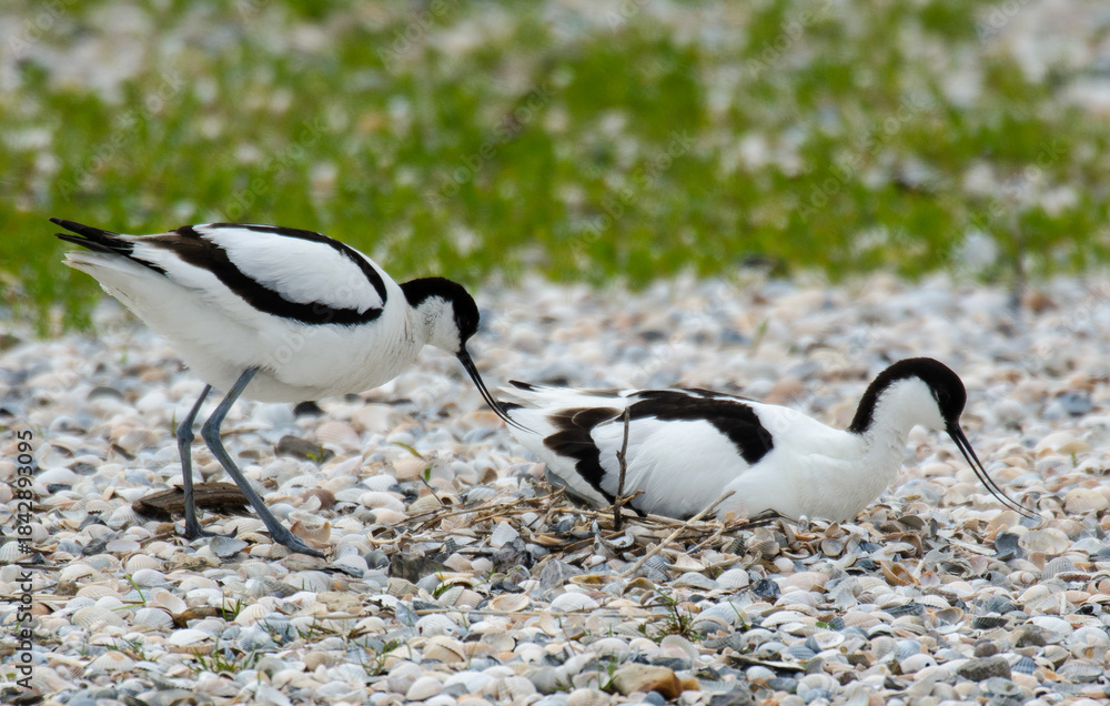 Fototapeta premium Avocette élégante