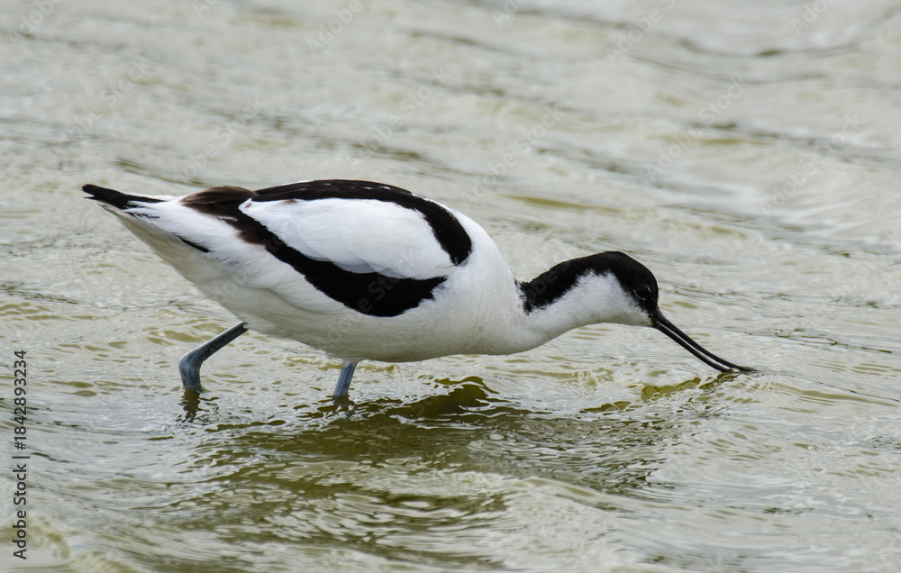 Fototapeta premium Avocette élégante