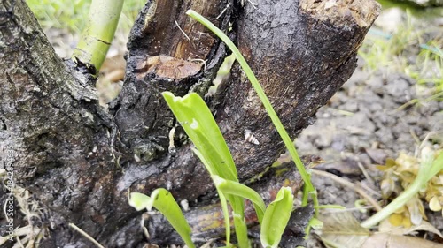 Wet tree trunk with destructed root and bark in the garden because of frequent rain or watering, wet soil without sunlight causing root system decay and plants death, concept of plants overflow and