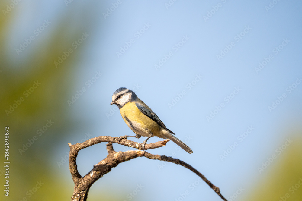 Fototapeta premium Eurasian blue tit (Cyanistes caeruleus) photographed in Spain