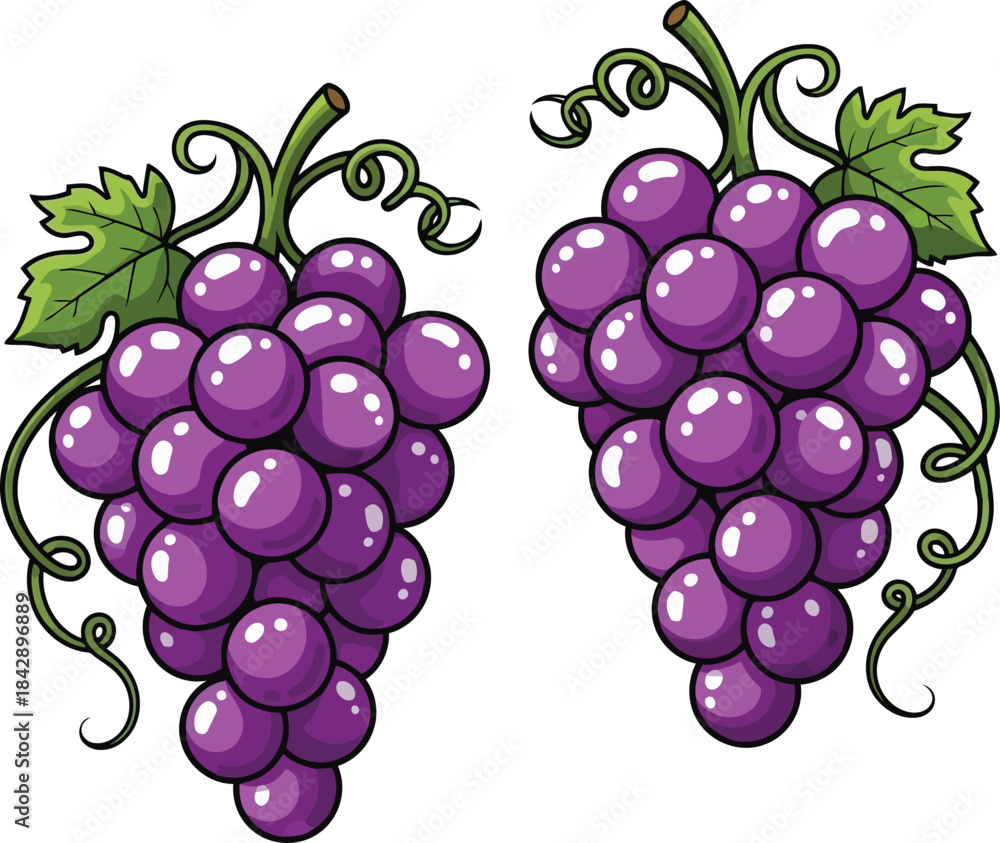 Obraz premium Two Bunches of Purple Grapes with Green Leaves and Swirling Vines