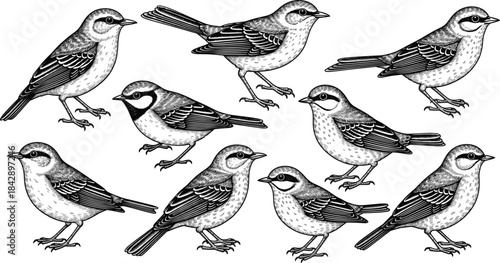 Hand drawn black and white bird illustration featuring nine vintage sparrows in detailed engraving style with feather and posture variations