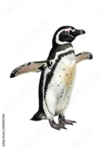 Detailed magellanic penguin watercolor illustration, adult, wings spread wide, photorealistic scientific zoological plate on a transparent background with copy space, concept of scientific wildlife
