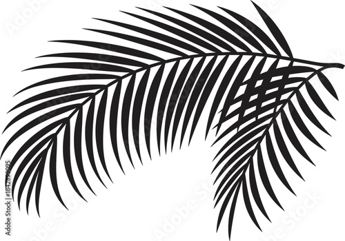 Black and White Palm Frond leaf tropical