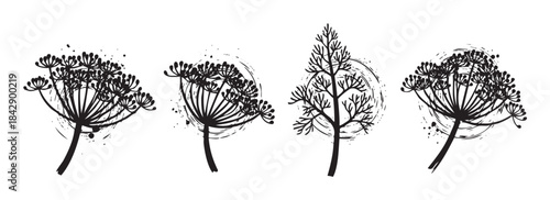 Four stylized dill plants with intricate umbel flower heads are depicted in a black and white hand-drawn grunge style, perfect for botanical illustrations or rustic design elements.