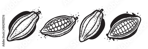 Four stylized cocoa pods and beans depicted in a hand-drawn, vintage ink splatter illustration, showcasing both whole and cut open fruits.