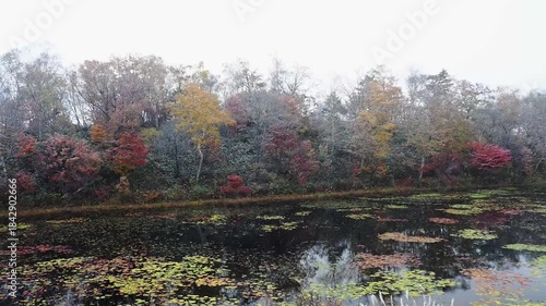 色とりどりの紅葉が残る蓮池のほとりで静かに舞う粉雪が次第に大粒になり、木々に降り積もる様子。晩秋の季節が交わる風景