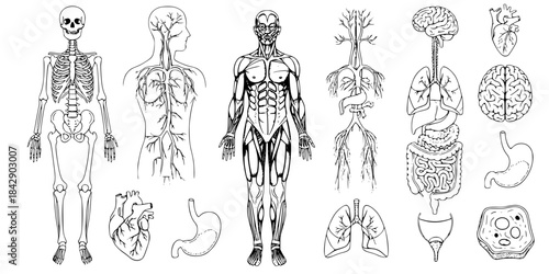 Anatomical Illustration of the Human Body Vector Illustration
