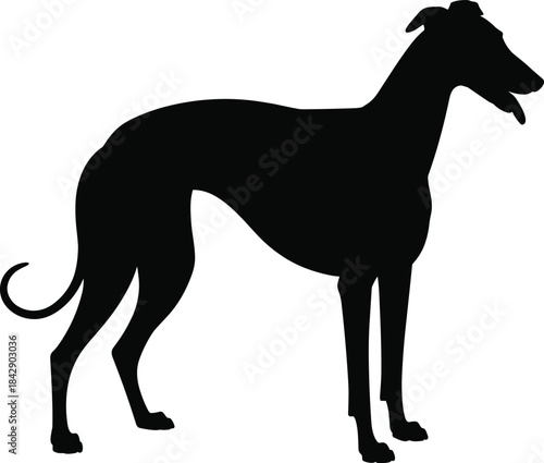 Black Silhouette of a Greyhound Dog Standing