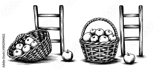 A collection of baskets filled with fresh apples and ladders for harvesting