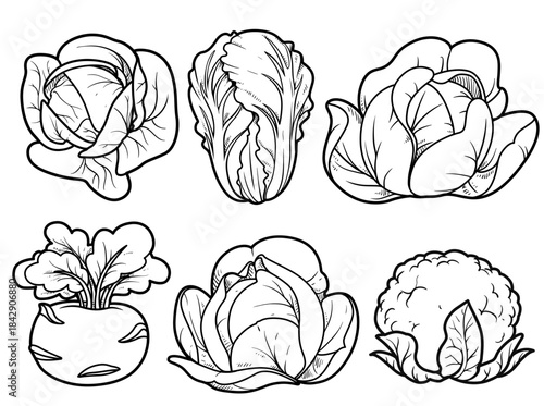 Cabbage - kohlrabi, white cabbage, Chinese cabbage, cauliflower linear drawing for coloring page on white background