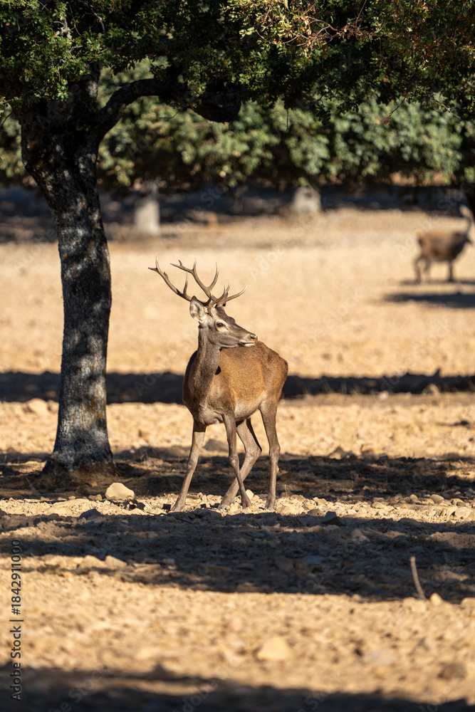 Naklejka premium Red deer (Cervus elaphus) photographed in Spain