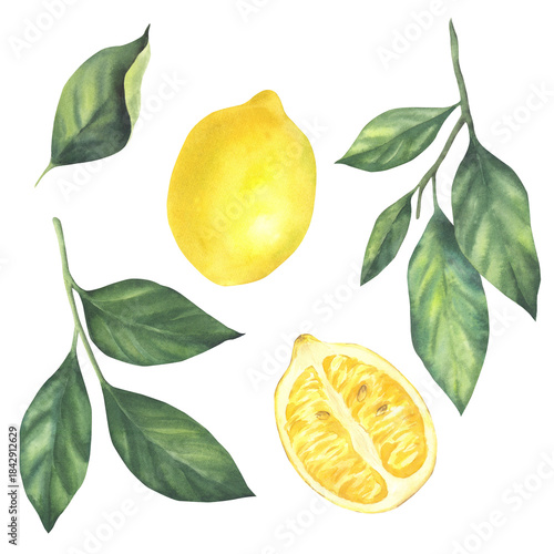 Watercolor set with yellow fresh lemons, whole and half, with branches. Hand-painted botanical illustration. Isolated objects on a white background. For invitations, greeting cards, home textiles.