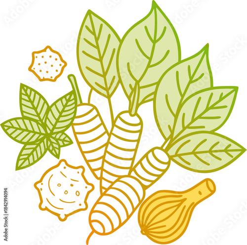 Line art vector of various medicinal herbs (ginger, mint, turmeric) bundled together, natural healing, white background.