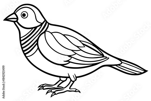 Aurelia bird line art white background 
