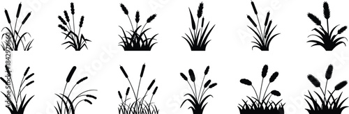 Collection of cattail and reed plant silhouettes, showing marsh vegetation, wetland foliage, natural grass elements for landscape design, botanical decoration and nature illustration