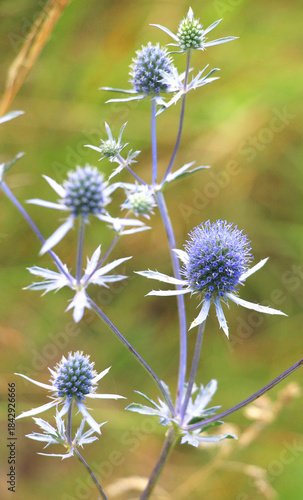 Eryngium planum grows in nature
