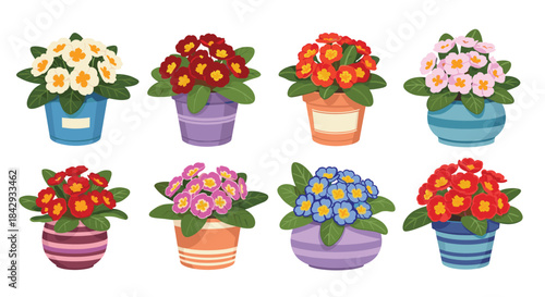 Colorful collection of eight potted flowers arranged in two neat rows in assorted bright pots showcasing yellow centers green leaves and vibrant blossoms.