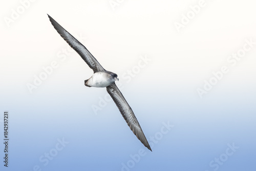 shearwater