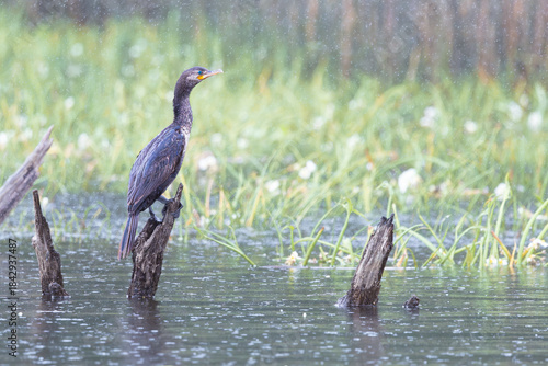 cormorant