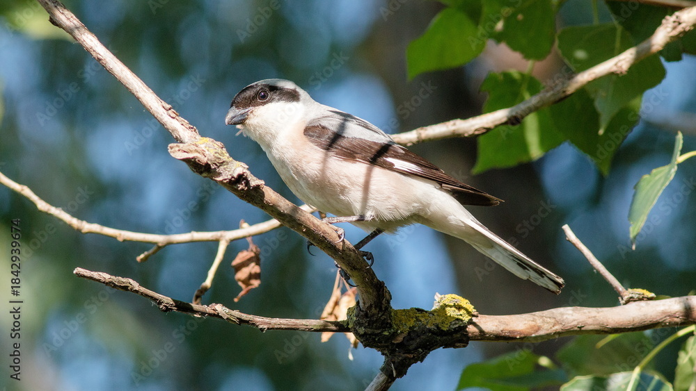 Naklejka premium blue tit on branch