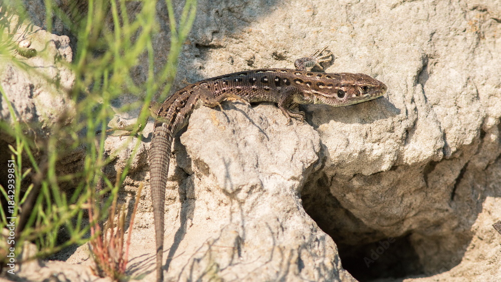 Naklejka premium lizard on the rock