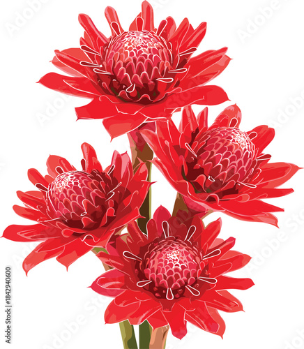PrintVibrant vector illustration of a cluster of red Torch Ginger flowers (Etlingera elatior), symbolizing tropical nature, exotic botanical beauty, and striking floral decoration for a summer theme.